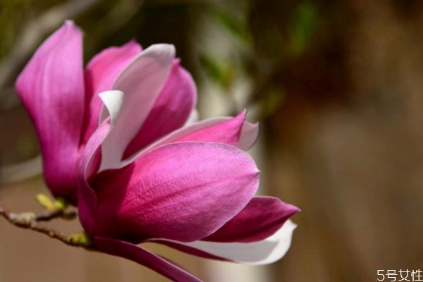 紫玉蘭是一種什么植物呢 紫玉蘭有什么作用呢 紫玉蘭是一種什么植物呢 紫玉蘭有什么作用呢