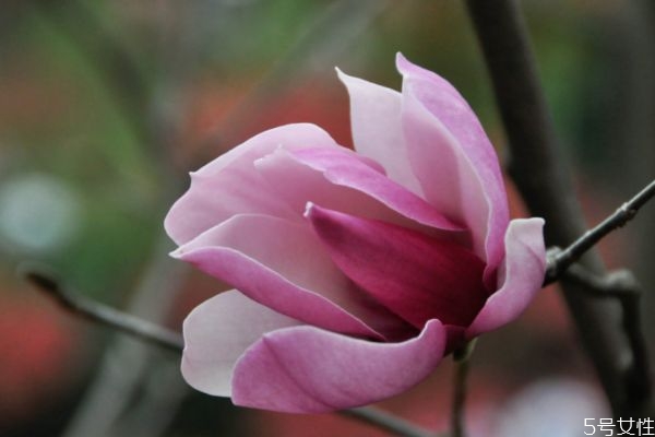 紫玉蘭是一種什么植物呢 紫玉蘭有什么作用呢 紫玉蘭是一種什么植物呢 紫玉蘭有什么作用呢