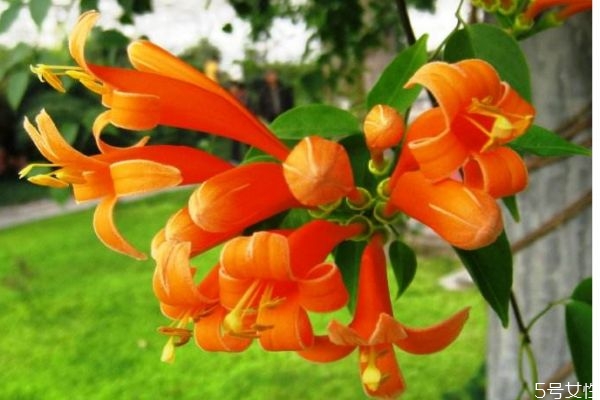 炮仗花是一種什么植物呢 炮仗花有什么作用呢 炮仗花是一種什么植物呢 炮仗花有什么作用呢