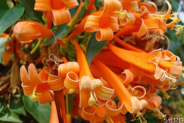 炮仗花是一種什么植物呢 炮仗花有什么作用呢 炮仗花是一種什么植物呢 炮仗花有什么作用呢