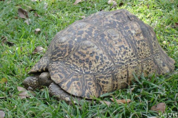 烏龜有什么贏價(jià)值呢 烏龜怎么做好吃呢 烏龜有什么贏價(jià)值呢 烏龜怎么做好吃呢