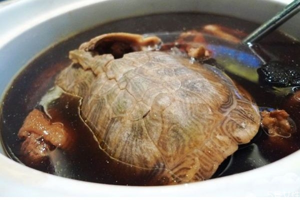 烏龜有什么贏價(jià)值呢 烏龜怎么做好吃呢 烏龜有什么贏價(jià)值呢 烏龜怎么做好吃呢