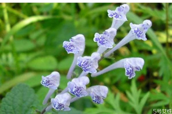 什么是韓信草呢 韓信草有什么作用呢 什么是韓信草呢 韓信草有什么作用呢