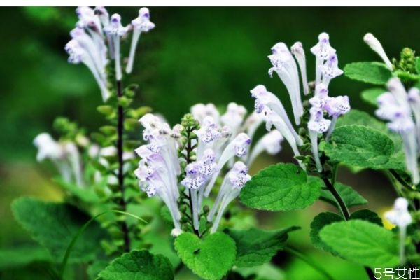 什么是韓信草呢 韓信草有什么作用呢 什么是韓信草呢 韓信草有什么作用呢