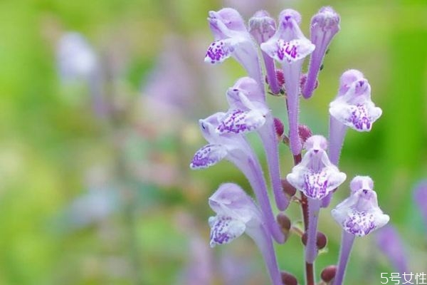 什么是韓信草呢 韓信草有什么作用呢 什么是韓信草呢 韓信草有什么作用呢