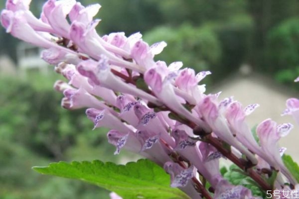 韓信草的花語是什么呢 韓信草種植要注意什么呢 韓信草的花語是什么呢 韓信草種植要注意什么呢