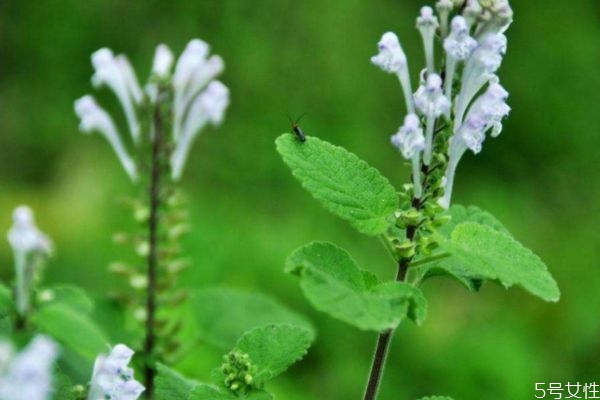 韓信草的花語是什么呢 韓信草種植要注意什么呢 韓信草的花語是什么呢 韓信草種植要注意什么呢