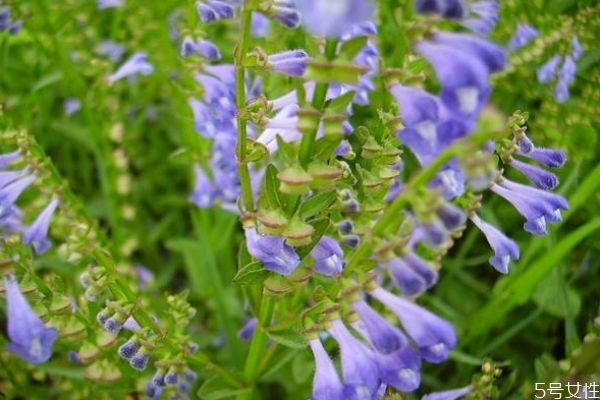 韓信草的花語是什么呢 韓信草種植要注意什么呢 韓信草的花語是什么呢 韓信草種植要注意什么呢