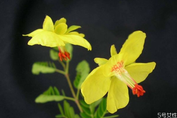 云實(shí)是是一種什么植物呢 云實(shí)有什么作用呢 云實(shí)是是一種什么植物呢 云實(shí)有什么作用呢