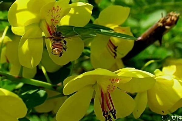 云實(shí)是是一種什么植物呢 云實(shí)有什么作用呢 云實(shí)是是一種什么植物呢 云實(shí)有什么作用呢