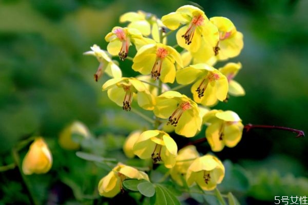 云實(shí)是是一種什么植物呢 云實(shí)有什么作用呢 云實(shí)是是一種什么植物呢 云實(shí)有什么作用呢