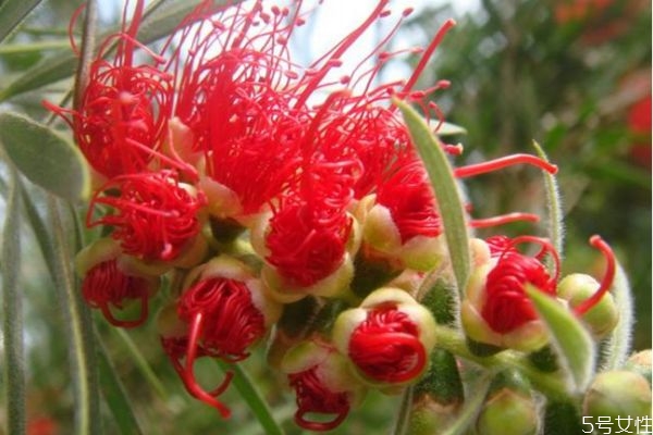 紅千層是一種什么植物呢 紅千層有什么作用呢 紅千層是一種什么植物呢 紅千層有什么作用呢