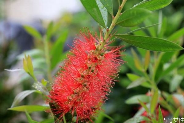 紅千層是一種什么植物呢 紅千層有什么作用呢 紅千層是一種什么植物呢 紅千層有什么作用呢