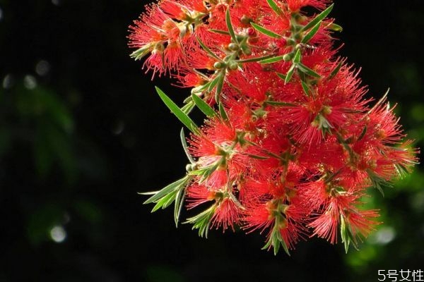 紅千層是一種什么植物呢 紅千層有什么作用呢 紅千層是一種什么植物呢 紅千層有什么作用呢