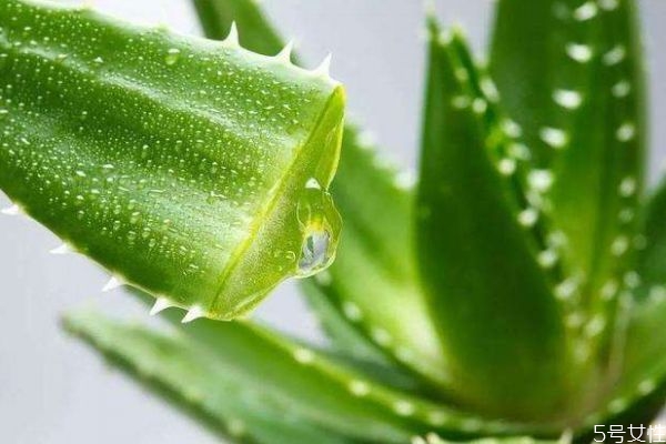 蘆薈可以吃嗎 吃蘆薈有什么作用呢 蘆薈可以吃嗎 吃蘆薈有什么作用呢