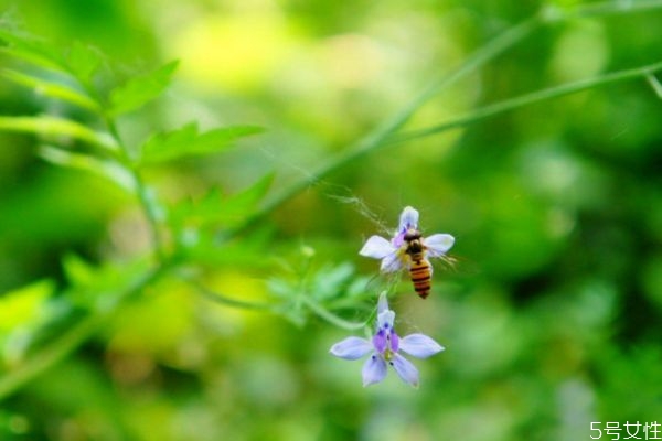 還亮草的花語(yǔ)是什么呢 還亮草的病蟲(chóng)害防治怎么弄呢 還亮草的花語(yǔ)是什么呢 還亮草的病蟲(chóng)害防治怎么弄呢