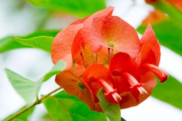 冬紅花的花語是什么呢 冬紅花的種植有什么注意的呢 冬紅花的花語是什么呢 冬紅花的種植有什么注意的呢