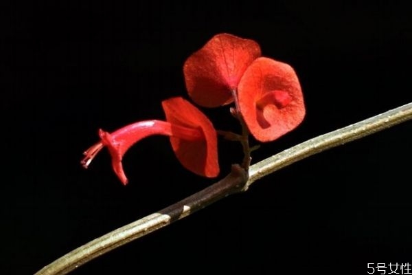 冬紅花的花語是什么呢 冬紅花的種植有什么注意的呢 冬紅花的花語是什么呢 冬紅花的種植有什么注意的呢