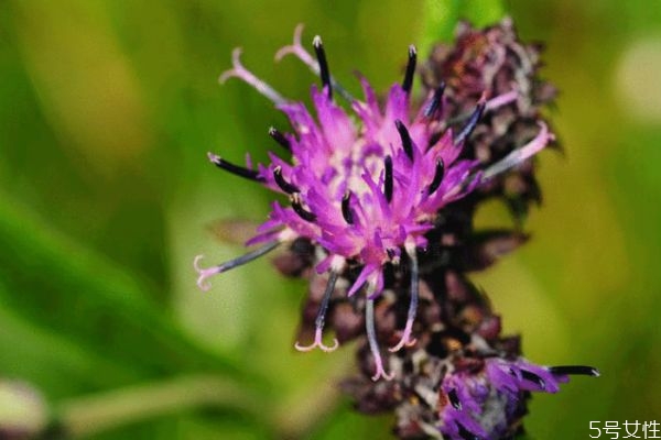 風(fēng)毛菊的花期是什么時(shí)候呢 風(fēng)毛菊的種植有什么注意的呢 風(fēng)毛菊的花期是什么時(shí)候呢 風(fēng)毛菊的種植有什么注意的呢