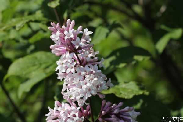什么是紅丁香呢 紅丁香有什么作用呢 什么是紅丁香呢 紅丁香有什么作用呢