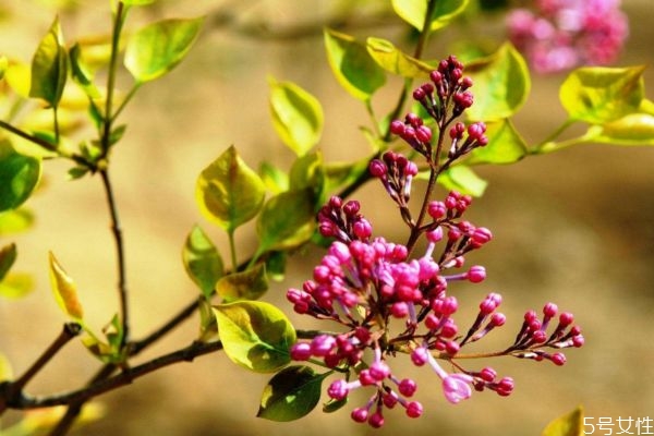 什么是紅丁香呢 紅丁香有什么作用呢 什么是紅丁香呢 紅丁香有什么作用呢