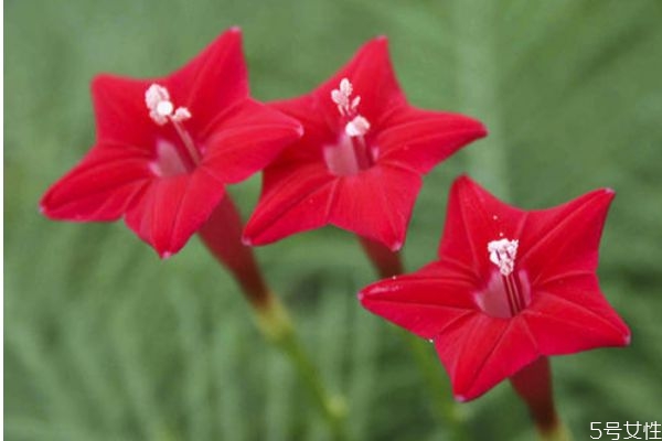 五星花的花語是什么呢 五星花的種植有什么注意的呢 五星花的花語是什么呢 五星花的種植有什么注意的呢