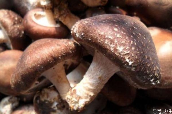 香菇是什么菇呢 香菇有什么營(yíng)養(yǎng)價(jià)值呢 香菇是什么菇呢 香菇有什么營(yíng)養(yǎng)價(jià)值呢