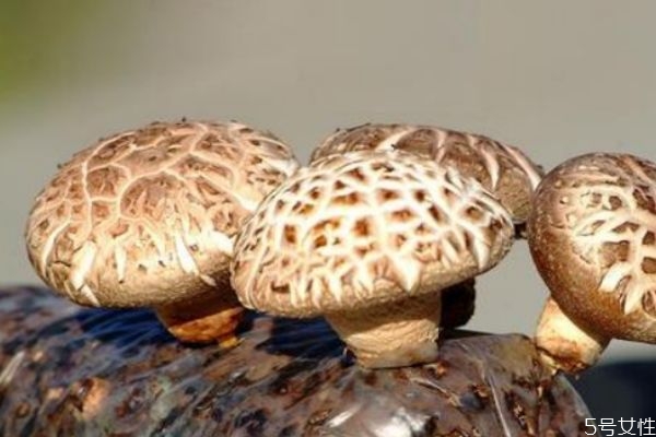吃香菇有什么注意的嗎 孕婦可以吃香菇嗎 吃香菇有什么注意的嗎 孕婦可以吃香菇嗎