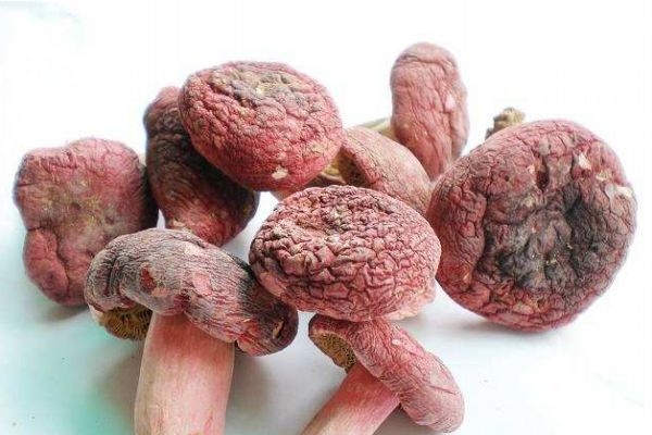 什么是松乳菇呢 松乳菇有什么營養(yǎng)價(jià)值呢 什么是松乳菇呢 松乳菇有什么營養(yǎng)價(jià)值呢