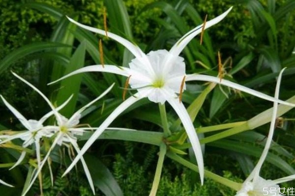 文殊蘭的花語是什么呢 文殊蘭的種植有什么注意的呢 文殊蘭的花語是什么呢 文殊蘭的種植有什么注意的呢