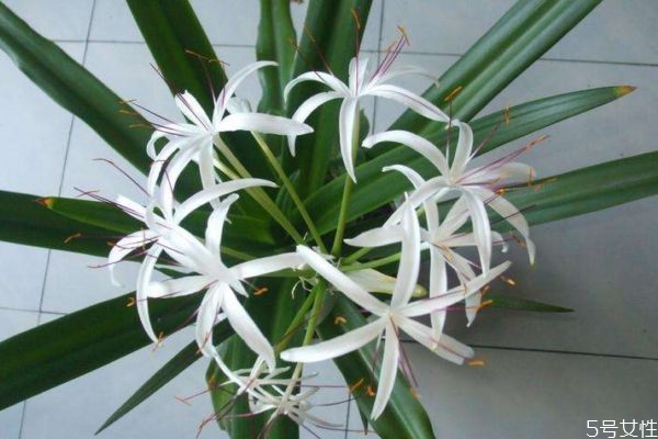 文殊蘭的花語是什么呢 文殊蘭的種植有什么注意的呢 文殊蘭的花語是什么呢 文殊蘭的種植有什么注意的呢
