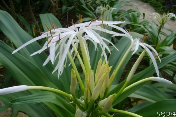 文殊蘭的花語是什么呢 文殊蘭的種植有什么注意的呢 文殊蘭的花語是什么呢 文殊蘭的種植有什么注意的呢
