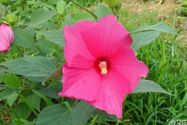 什么是芙蓉葵呢 芙蓉葵有什么作用呢 什么是芙蓉葵呢 芙蓉葵有什么作用呢