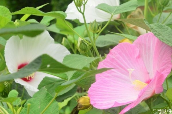 什么是芙蓉葵呢 芙蓉葵有什么作用呢 什么是芙蓉葵呢 芙蓉葵有什么作用呢