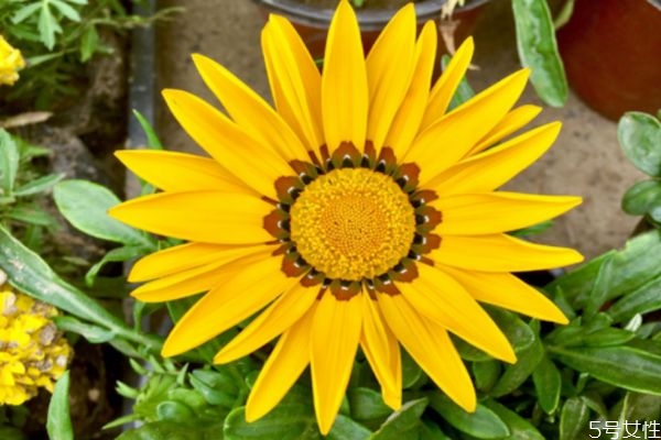 什么是勛章菊呢 勛章菊有什么作用呢 什么是勛章菊呢 勛章菊有什么作用呢