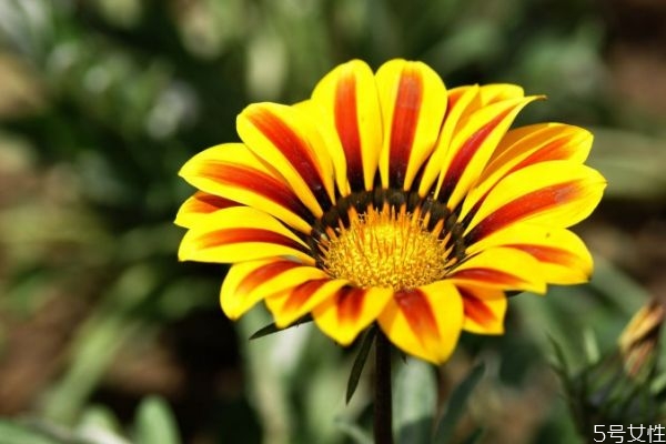 什么是勛章菊呢 勛章菊有什么作用呢 什么是勛章菊呢 勛章菊有什么作用呢