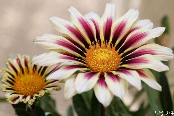 什么是勛章菊呢 勛章菊有什么作用呢 什么是勛章菊呢 勛章菊有什么作用呢