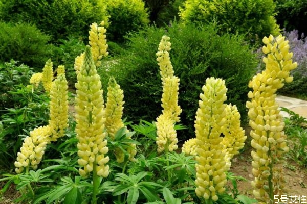 羽扇豆的花語(yǔ)是什么呢 羽扇豆的種植要注意什么呢 羽扇豆的花語(yǔ)是什么呢 羽扇豆的種植要注意什么呢