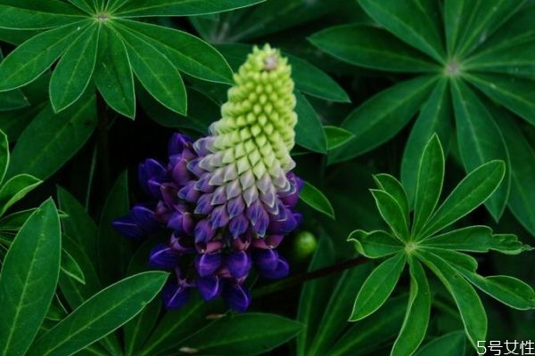 羽扇豆的花語(yǔ)是什么呢 羽扇豆的種植要注意什么呢 羽扇豆的花語(yǔ)是什么呢 羽扇豆的種植要注意什么呢