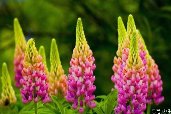 羽扇豆的花語(yǔ)是什么呢 羽扇豆的種植要注意什么呢 羽扇豆的花語(yǔ)是什么呢 羽扇豆的種植要注意什么呢