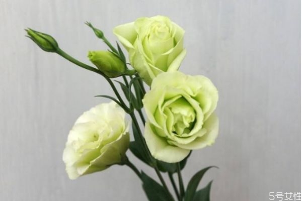 洋桔梗的花語是什么呢 洋桔梗的種植有什么注意的呢 洋桔梗的花語是什么呢 洋桔梗的種植有什么注意的呢