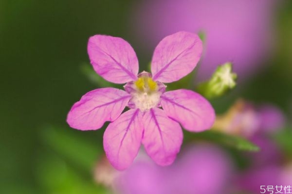 什么是萼距花呢 萼距花有什么作用呢 什么是萼距花呢 萼距花有什么作用呢