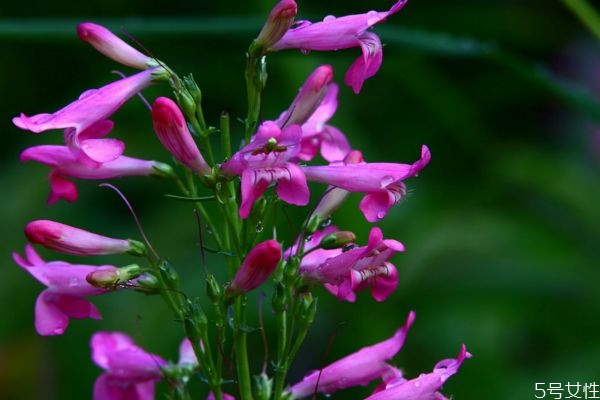 什么是釣鐘柳呢 釣鐘柳有什么作用呢 什么是釣鐘柳呢 釣鐘柳有什么作用呢