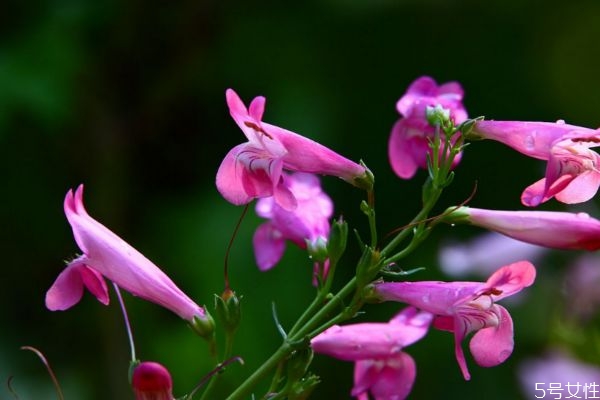 什么是釣鐘柳呢 釣鐘柳有什么作用呢 什么是釣鐘柳呢 釣鐘柳有什么作用呢