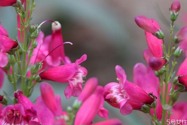 什么是釣鐘柳呢 釣鐘柳有什么作用呢 什么是釣鐘柳呢 釣鐘柳有什么作用呢