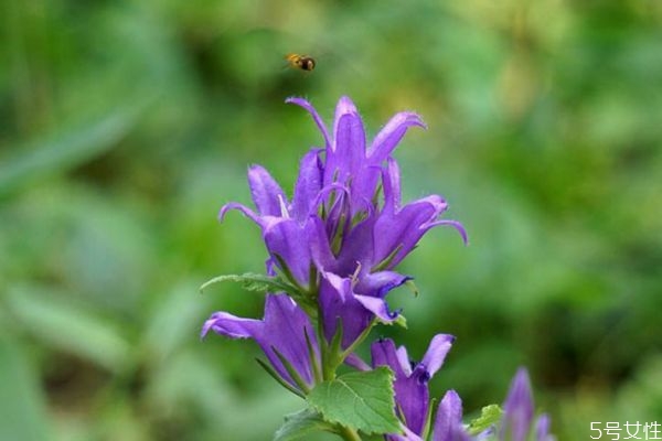 釣鐘柳的花語是什么呢 釣鐘柳的種植有什么注意的呢 釣鐘柳的花語是什么呢 釣鐘柳的種植有什么注意的呢