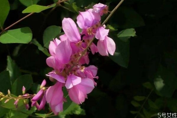 什么是花木藍(lán)呢 花木藍(lán)有什么作用呢 什么是花木藍(lán)呢 花木藍(lán)有什么作用呢