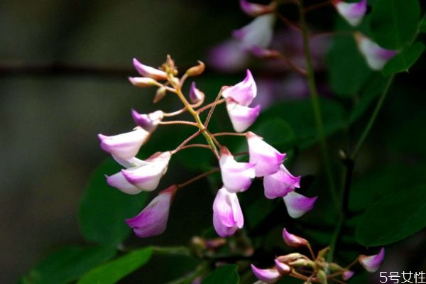 什么是花木藍(lán)呢 花木藍(lán)有什么作用呢 什么是花木藍(lán)呢 花木藍(lán)有什么作用呢