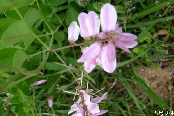 什么是花木藍(lán)呢 花木藍(lán)有什么作用呢 什么是花木藍(lán)呢 花木藍(lán)有什么作用呢