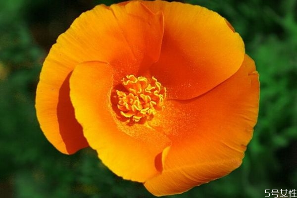 什么是花菱草呢 花菱草有什么作用呢 什么是花菱草呢 花菱草有什么作用呢